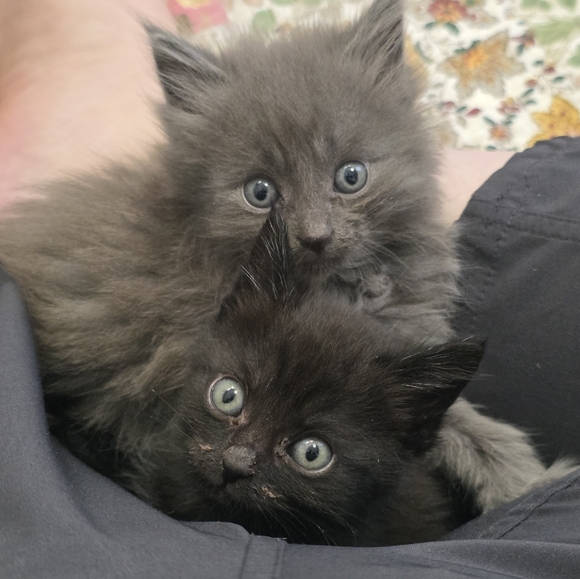 😻 Meet Your Posher's Cats! 😻 - Picture 12 of 15